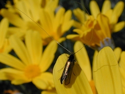 Mai 2002 (Côtes d'Armor)