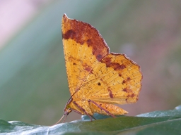 Février 2013 (Guadeloupe)