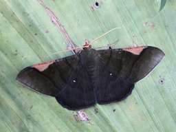 Février 2014 (Guadeloupe)