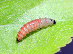 Argyresthia albistria