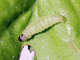 Argyresthia bonnetella