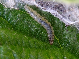 Anthophila fabriciana