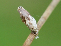 Coleophora adjunctella