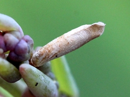 Coleophora aestuariella