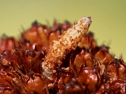 Coleophora caespititiella