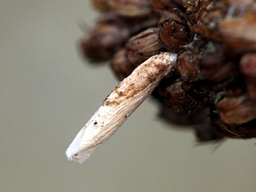 Coleophora glaucicolella