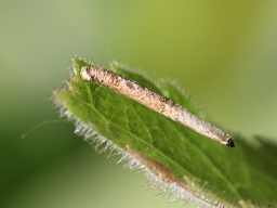 Coleophora inulae