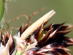 Coleophora otidipennella