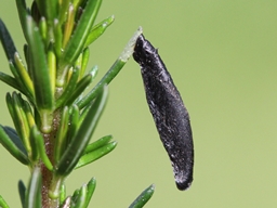 Coleophora pyrrhulipennella