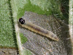 Cosmopterix pulchrimella