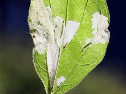 Cosmopterix_pulchrimella