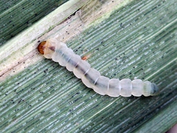 Cosmopterix scribaiella