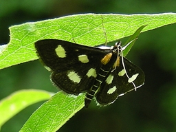 Juillet 2014 (Puy-de-Dôme)