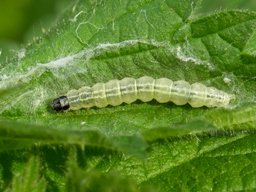 Anania hortulata