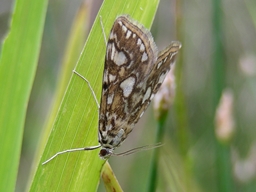 Juin 2009 (Côtes d'Armor)