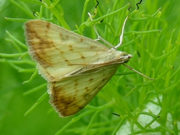 Mai 2008 (Vendée)