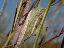 Octobre 2011 (Côtes d'Armor)