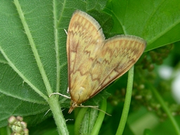 Août 2006 (Maine-et-Loire)