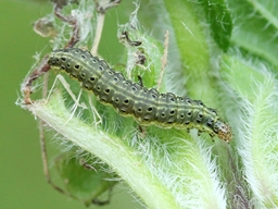 Pyrausta aurata