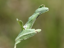 Mai 2021 (Aveyron)