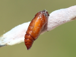 Juin 2025 (Ardèche)