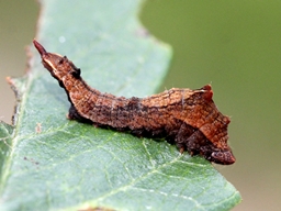 Cilix glaucata