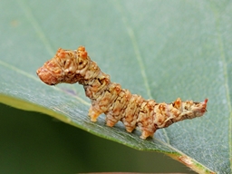 Falcaria lacertinaria