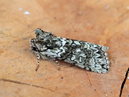 Avril 2025 (Côtes d'Armor)