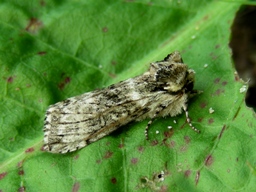 Avril 2010 (Finistère)