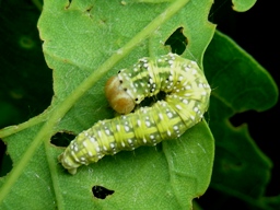 Polyploca ridens