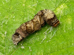 Thyatira batis