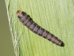 Elachista regificella