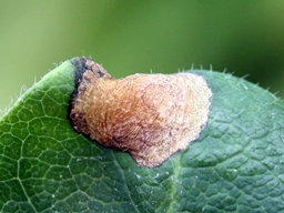 Perittia obscurepunctella