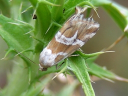 Eublemma elychrysi