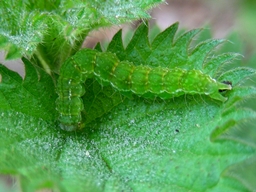 Hypena proboscidalis