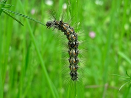 Lithosia quadra