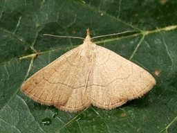 Juillet 2025 (Indre)