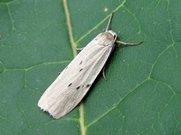 Mai 2009 (Lot-et-Garonne)