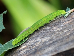 Scoliopteryx libatrix