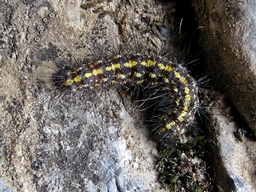 Setina aurita