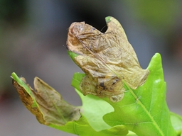 Dyseriocrania subpurpurella