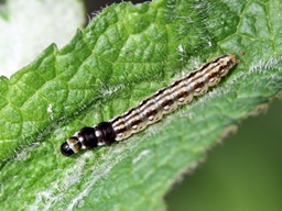 Acompsia schmidtiellus