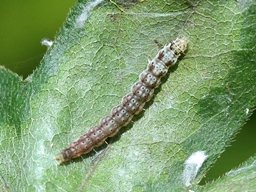 Altenia scriptella