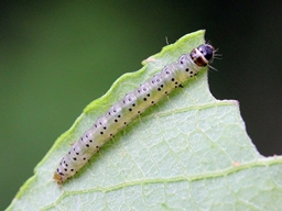 Anacampsis populella