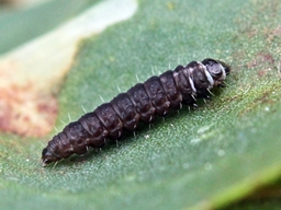 Aproaerema anthyllidella