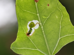 Chrysoesthia sexguttella