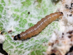 Nothris verbascella