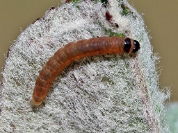 Recurvaria leucatella