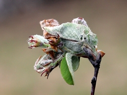 Recurvaria leucatella