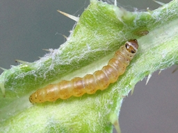 Scrobipalpa acuminatella